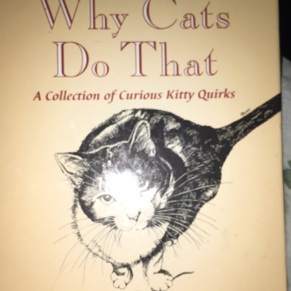 A curious collection of kitty quirks! - Picture 2 of 6